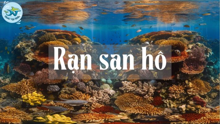 Rạn San Hô: Khám Phá Kỳ Quan Dưới Lòng Đại Dương