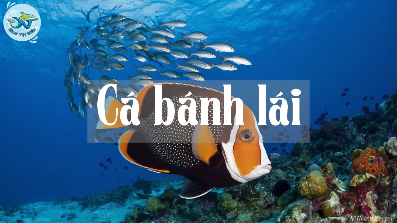 Cá Bánh Lái: Đặc Điểm, Tập Tính Và Vai Trò Trong Hệ Sinh Thái Biển