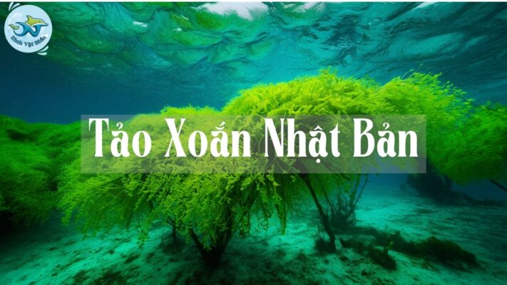 Tảo Xoắn Nhật Bản: Lợi Ích, Cách Sử Dụng Và Giá Trị Đặc Biệt