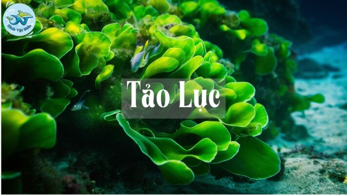 Tảo Lục: Khám Phá Loài Thực Vật Biển Quan Trọng