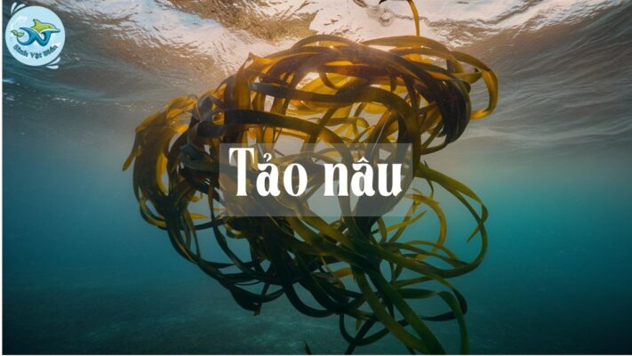 Tảo Nâu: Tìm Hiểu Chi Tiết Về Loại Thực Vật Biển Đa Dạng Và Giá Trị