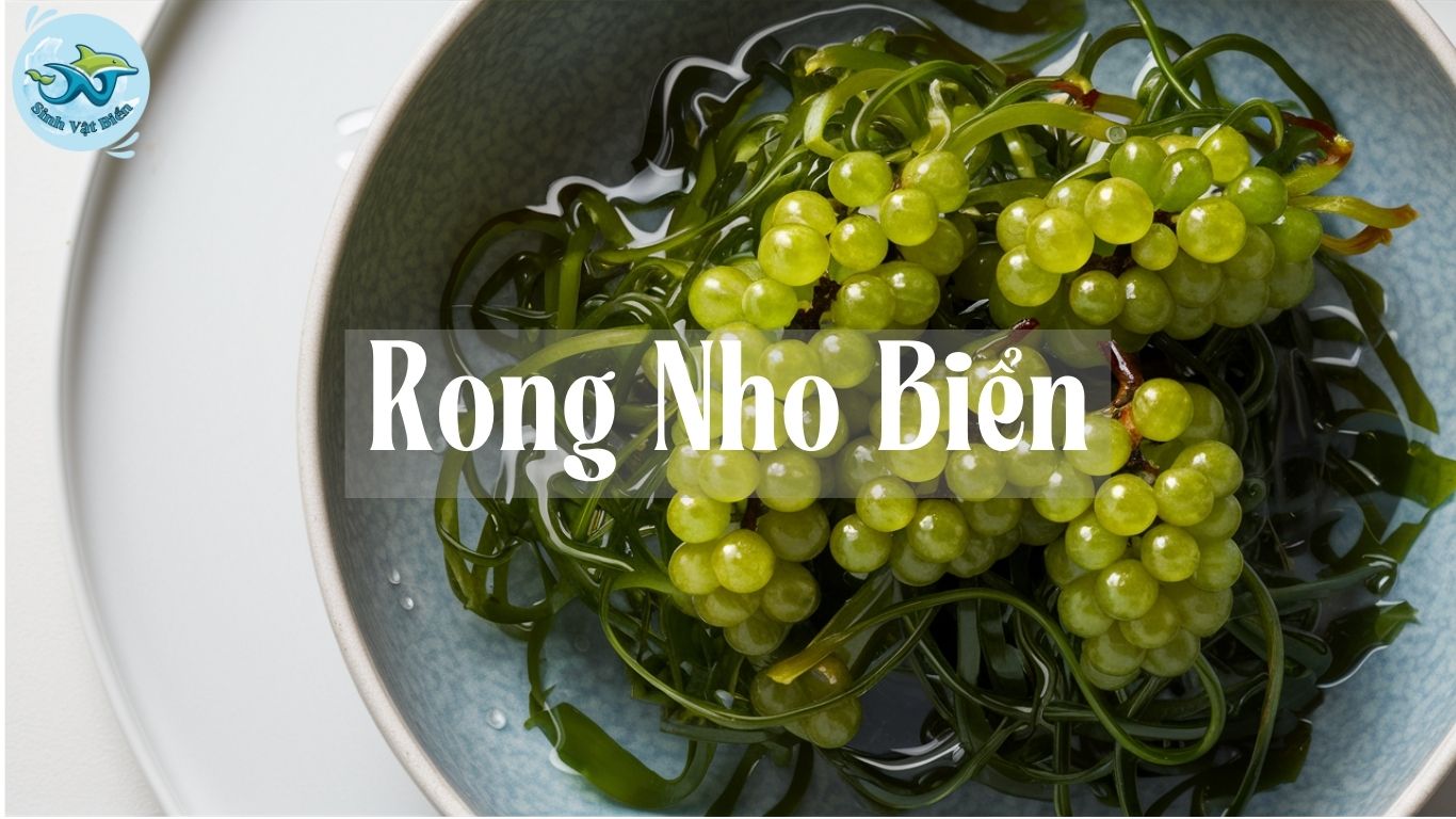 Rong Nho Biển: Công Dụng, Cách Sử Dụng và Lợi Ích Sức Khỏe