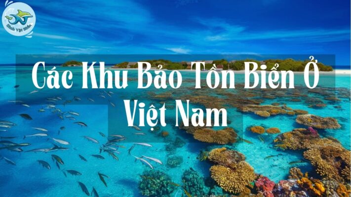 Các Khu Bảo Tồn Biển Ở Việt Nam: Bảo Vệ Tài Nguyên Biển Quý Giá