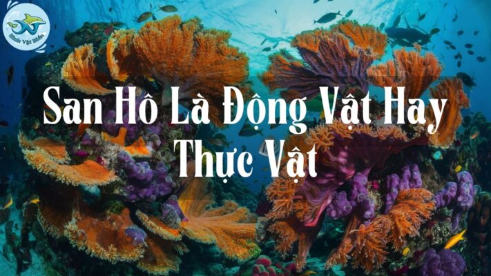 San Hô Là Động Vật Hay Thực Vật? Khám Phá Những Điều Thú Vị