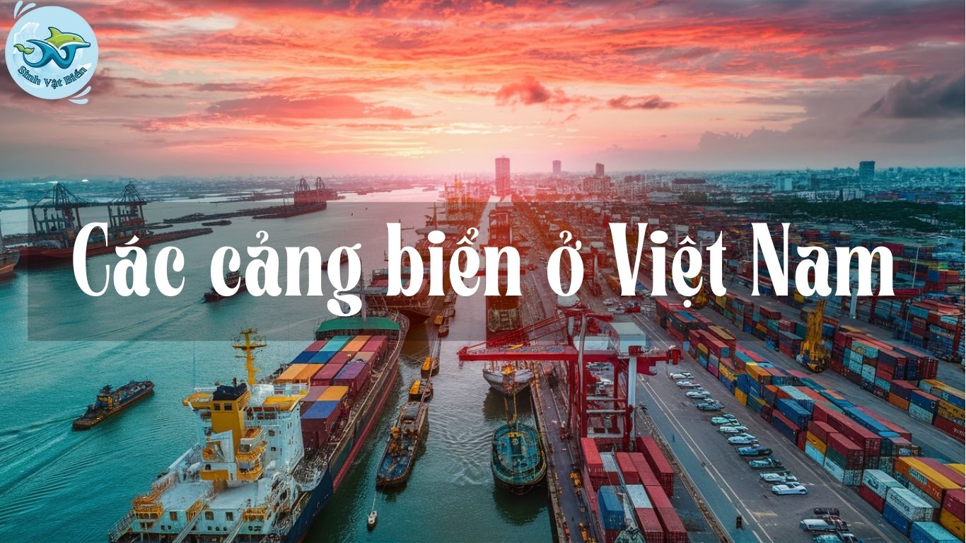 Các Cảng Biển Ở Việt Nam: Động Lực Cho Phát Triển Kinh Tế