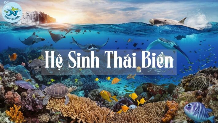 Hệ Sinh Thái Biển: Nền Tảng Của Sự Sống Đại Dương